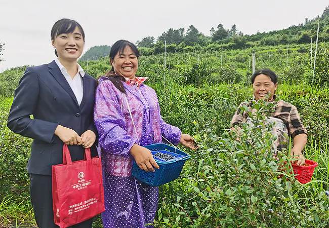 工行麻江支行：打造精品小行 助力蓝莓大产业