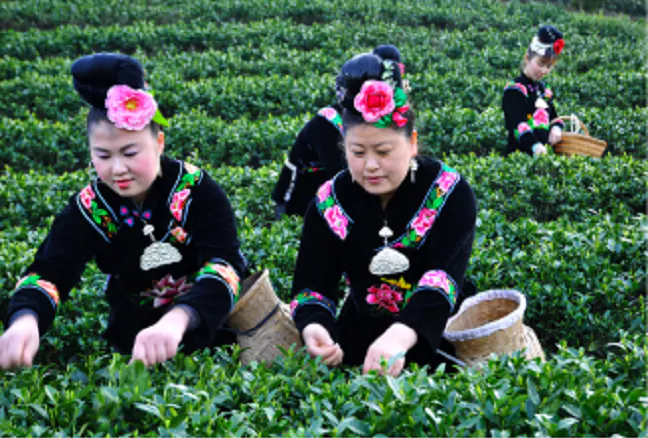 农发行雷山县支行：政策金融&ldquo;活水&rdquo;赋能国家乡村振兴示范县建设