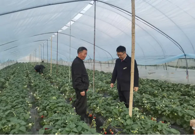 黄平农商银行扶持&ldquo;小草莓&rdquo;长成&ldquo;大产业&rdquo;