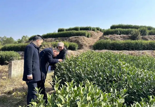 工行黎平支行：金融&ldquo;活水&rdquo;润泽茶园&ldquo;春意盎然&rdquo;