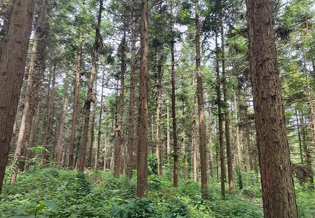 农发行黄平县支行高质量推进国家储备林项目建设