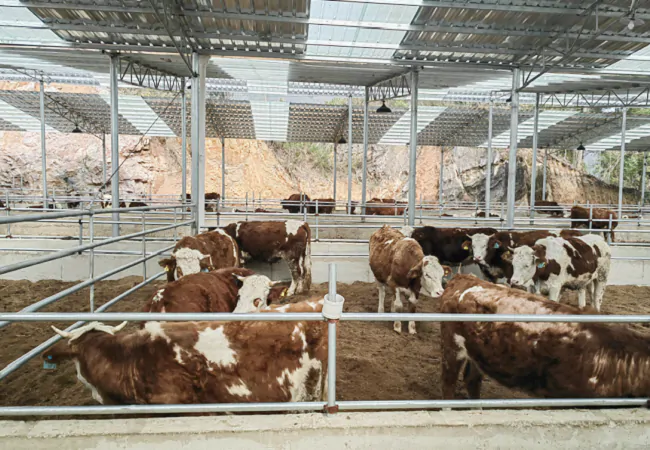 黄平振兴村镇银行创新&ldquo;活体牛抵押贷&rdquo;助力乡村产业振兴