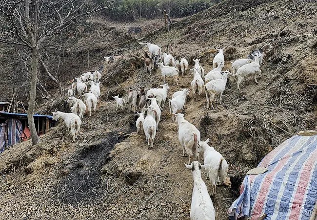 雷山农信联社：杨富来靠羊富起来