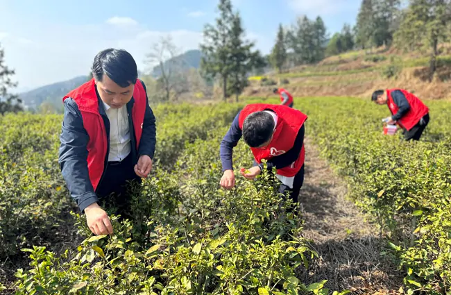 (图为:施秉农信联社第六党支部成员帮助农户采摘茶叶).png