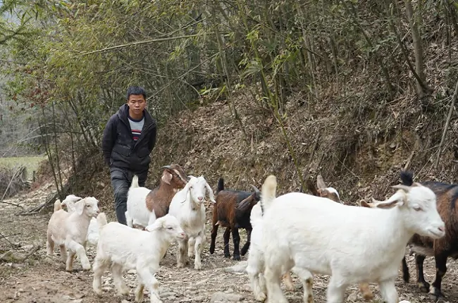 岑巩农信联社：养殖贷款来帮忙 养群牛羊奔小康