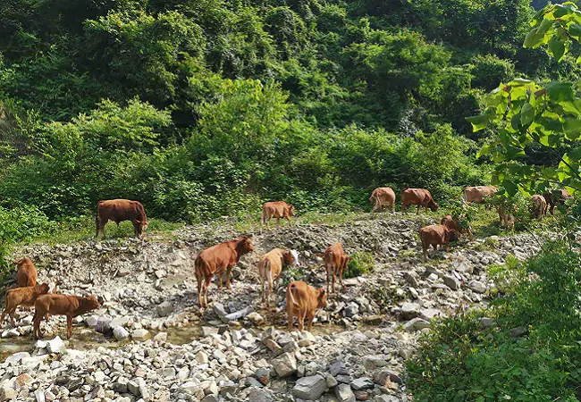 （图为：正在山上觅食的牛群）.png
