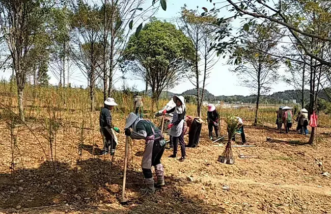 农发行丹寨县支行：引政策性金融活水  浇灌苗木产业发展