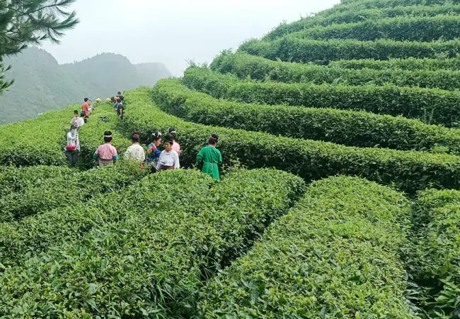 丹寨农商银行：合作社春时产业旺   金融助农有实招 