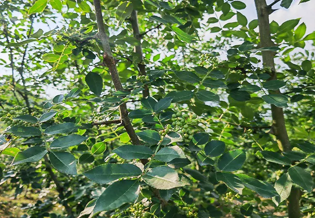 麻江农商银行：金融活水助力农户&ldquo;麻&rdquo;出致富路