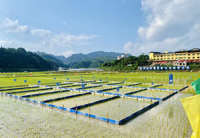 (图为:岑巩县某杂交水稻制种基地).png