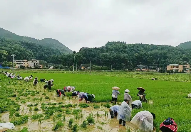 农业银行黔东南分行绿色金融助力绿色产业发展