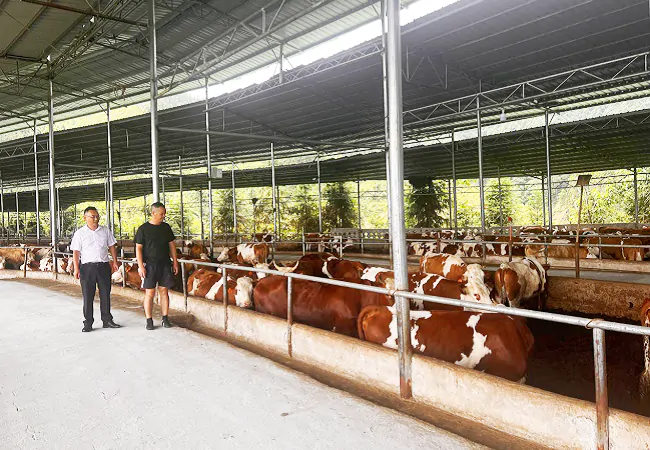 工商银行榕江支行： &ldquo;肉牛养殖贷&rdquo;支农支小跑出加速度