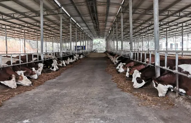 农业银行黄平县支行推出&ldquo;肉牛活体抵押贷&rdquo;助力产业发展