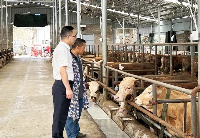 镇远农商银行1.8亿元助力肉牛养殖户 &ldquo;牛&rdquo;起来