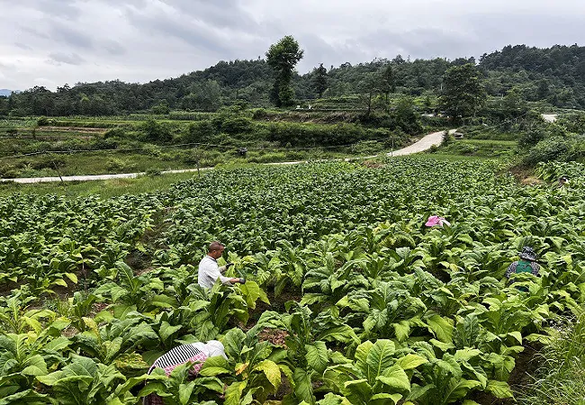 镇远农商银行5299万元助力563户烟农增产增收