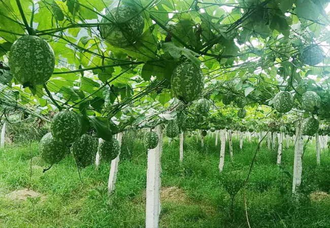 中国银保监会发布《关于银行业保险业做好2023年全面推进乡村振兴重点工作的通知》