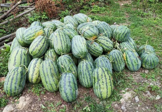 图为：等待运送的西瓜.jpg