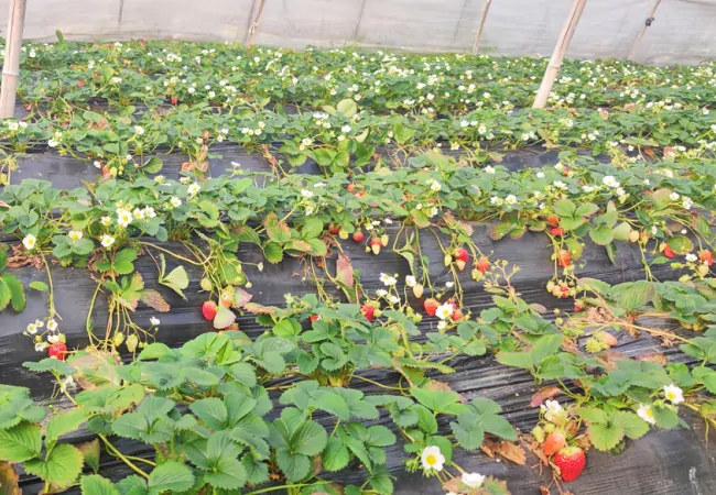 图为：草莓种植园.jpg