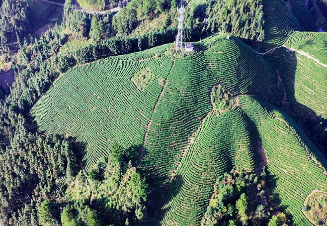 以金融为媒激情为笔 书写乡村振兴亮丽答卷