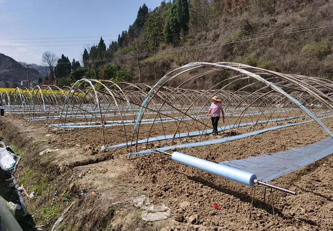 岑巩农信联社：金融&ldquo;及时雨&rdquo; 保障瓜农抓春耕