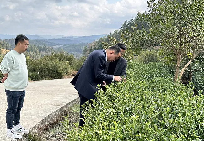 图为：该行负责人查看茶叶生长情况.png