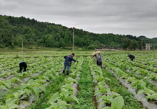 （图为：烟农正在育苗）.png