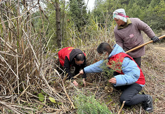 （图为：志愿者与当地村民共同开展义务植树活动）.png