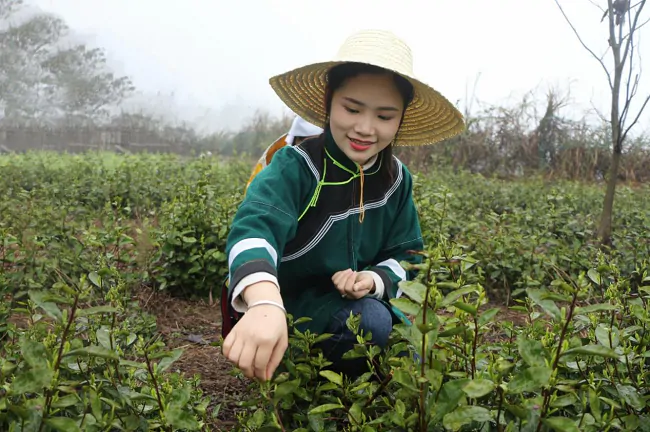 (图为:雷山县达地水族乡水族姑娘采茶).png