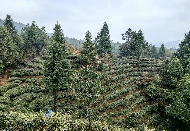 贵州银行黔东南分行：贵银春风&ldquo;及时雨&rdquo; 助力茶企好营收