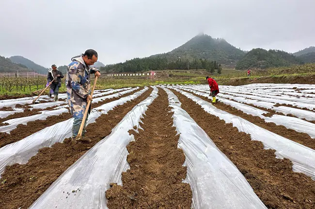 施秉农信联社：&ldquo;烟叶贷&rdquo;助力烟农春耕备耕