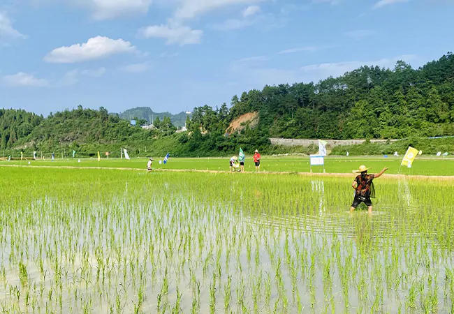 工商银行凯里分行： 聚三农 杂稻制种踏上乡村振兴好&ldquo;稻&rdquo;路