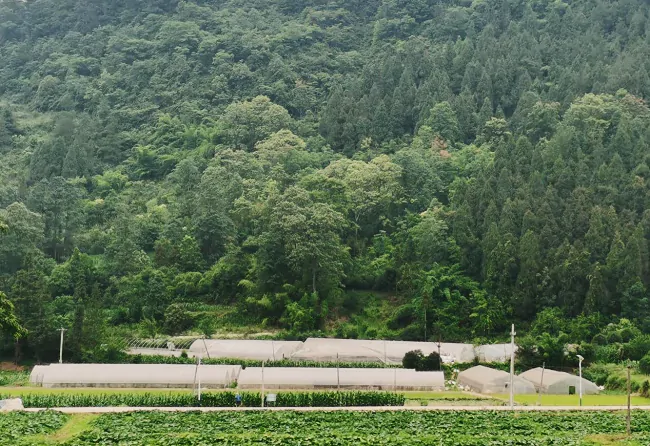 施秉农信联社：金融助力养蜂青年铺就创业致富路