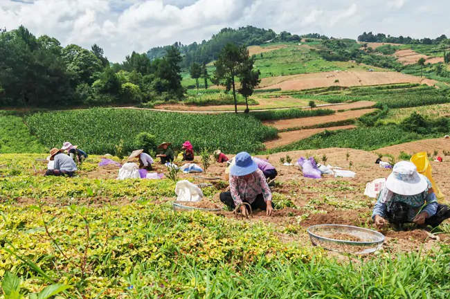 施秉农信联社：金融&ldquo;浇灌&rdquo;中药材 产业激发新活力