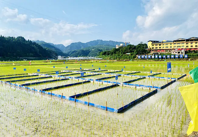 (图为:贵州省岑巩县注溪镇某杂交水稻制种基地稻田).png