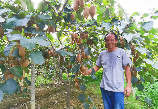 (图为：吴庆华的猕猴桃种植园)2.png