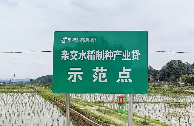 邮储银行岑巩县支行助力&ldquo;小稻种&rdquo;发展成大产业