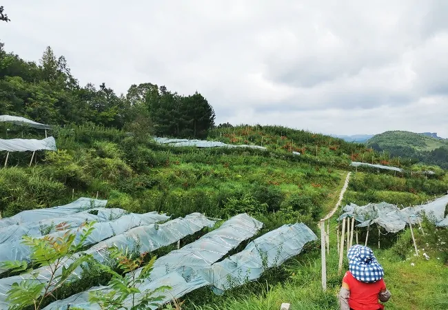 凯里农商银行：金融活水滋养&ldquo;小水果&rdquo;变成&ldquo;致富果&rdquo;