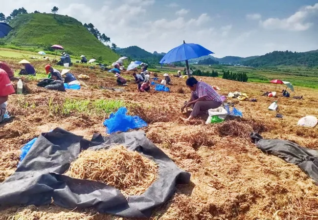 正在挖太子参的村民们.jpg