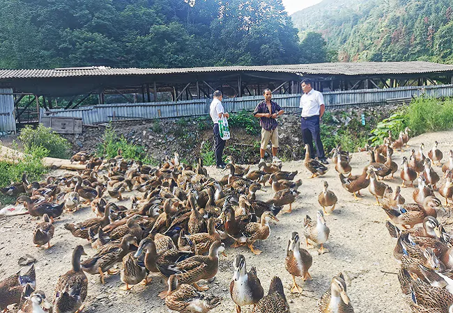 三穗农商银行助力麻鸭养殖步入&ldquo;快车道&rdquo;