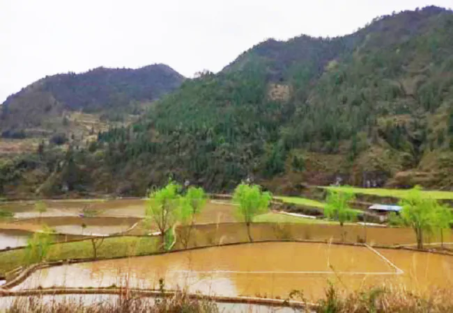 黄平农商银行：金融&ldquo;活水&rdquo;润心间   农民增收逐笑颜