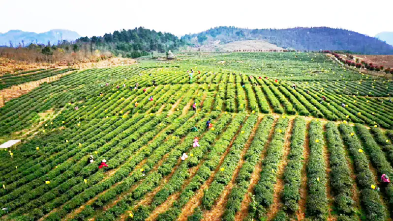 岑巩农信联社：金融赋能茶产业  &ldquo;贷&rdquo;动茶香飘万里