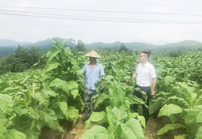 （图为：客户经理了解烤烟种植情况）.jpg