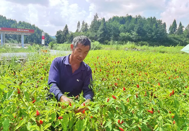 镇远农商银行4587万元金融活水映红致富路，奏响乡村振兴&ldquo;椒&rdquo;响曲