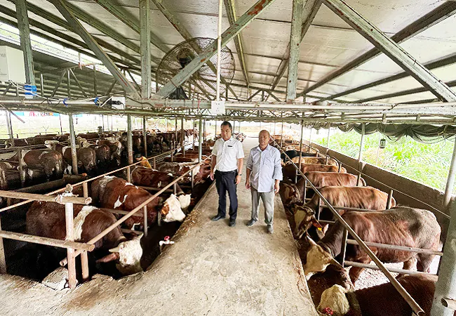 岑巩农信联社创新&ldquo;活体牛抵押贷款&rdquo;助力乡村振兴跑出&ldquo;加速度&rdquo;