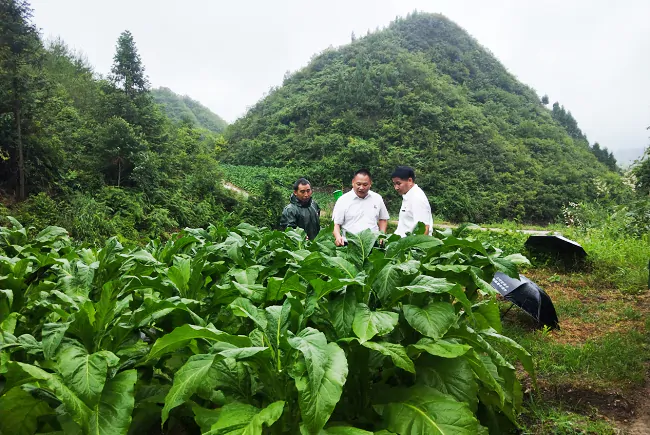 (图为 走访了解烟农烤烟种植情况).png