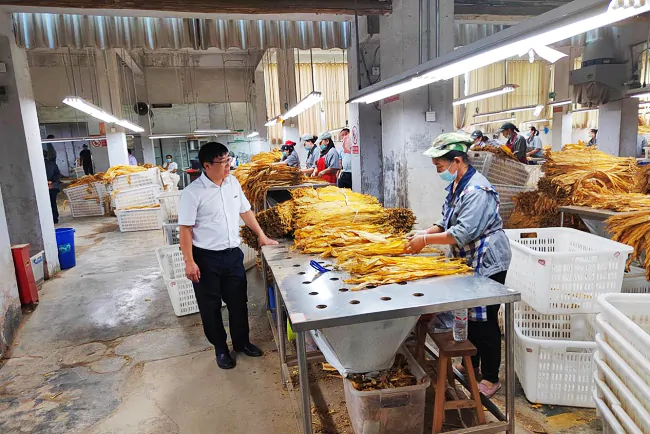 (图为 工作人员到烤烟收购站了解收购情况).png