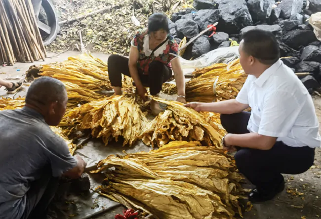 施秉农信联社：&ldquo;绿叶&rdquo;变&ldquo;金叶&rdquo;  烟农喜获丰收