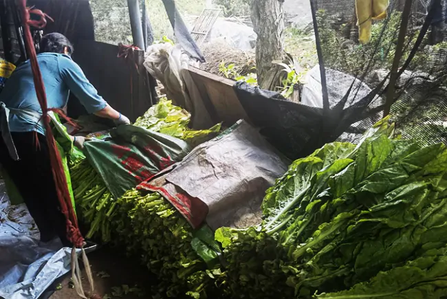 施秉农信联社：&ldquo;绿叶&rdquo;变&ldquo;金叶&rdquo; 烟农喜获丰收