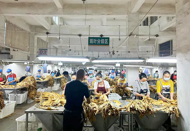 岑巩农信联社：助力&ldquo;黄金叶&rdquo;打通&ldquo;致富路&rdquo;