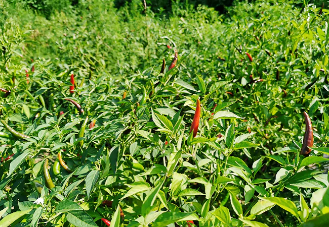 岑巩农信联社：红了朝天椒，富了新农人